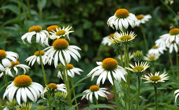 Echinacea purpurea alba