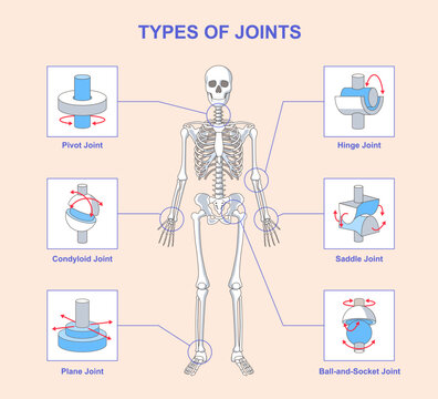 TYPES OF JOINTS IN  THE HUMAN BODY